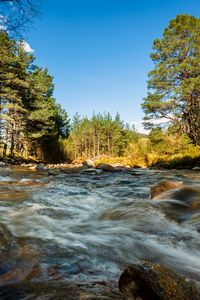 Превью обои река, камни, поток, деревья, ель