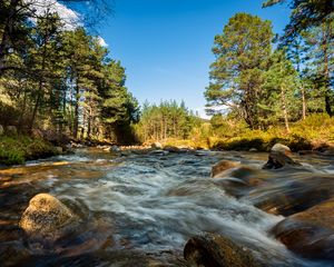 Превью обои река, камни, поток, деревья, ель