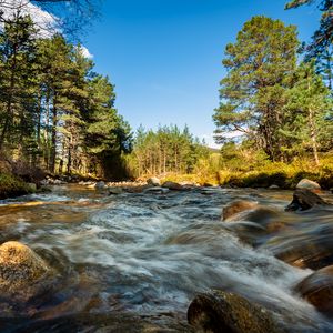 Превью обои река, камни, поток, деревья, ель