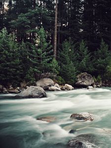 Превью обои река, камни, поток, деревья, ель, лес