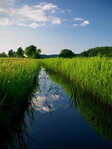 Превью обои река, камыши, деревья, природа, пейзаж