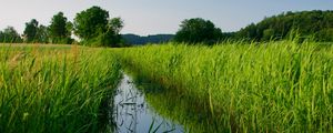 Превью обои река, камыши, деревья, природа, пейзаж
