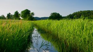 Превью обои река, камыши, деревья, природа, пейзаж