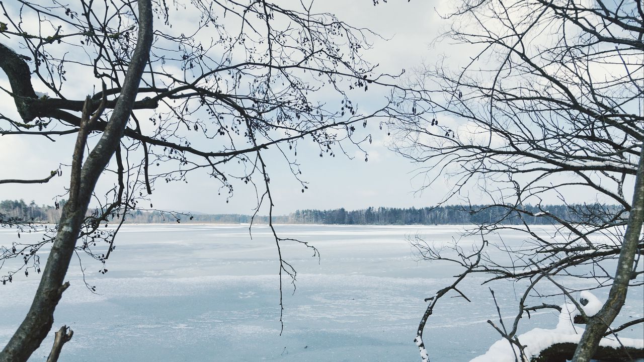 Обои река, лед, снег, ветки, зима, деревья