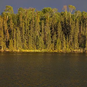 Превью обои река, лес, деревья, небо