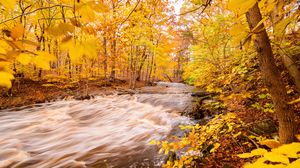 Превью обои река, лес, осень, деревья, желтый