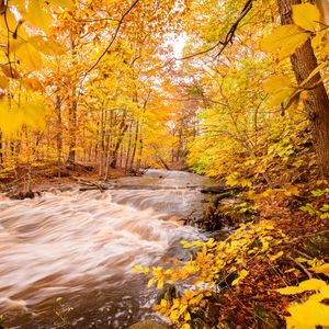Превью обои река, лес, осень, деревья, желтый