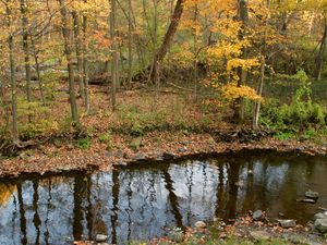 Превью обои река, лес, осень, листья, камни, берега, отражение, рябь