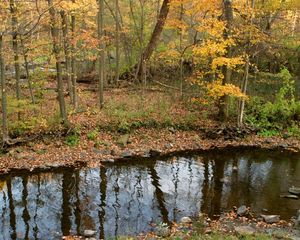 Превью обои река, лес, осень, листья, камни, берега, отражение, рябь