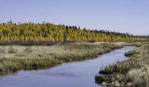 Превью обои река, лес, осень, природа