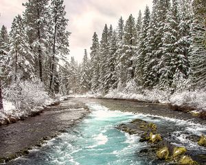 Превью обои река, лес, пейзаж, природа, деревья