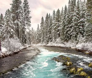 Превью обои река, лес, пейзаж, природа, деревья