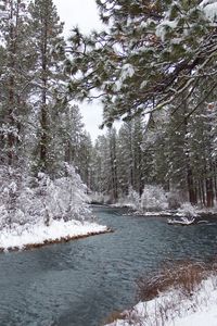 Превью обои река, лес, снег, зима, пейзаж, природа