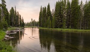 Превью обои река, лес, трава, коряги