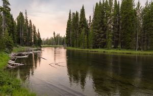 Превью обои река, лес, трава, коряги