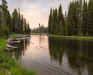 Превью обои река, лес, трава, коряги