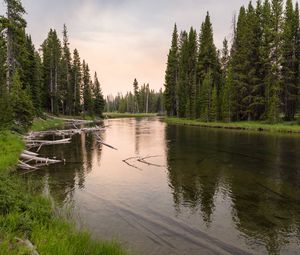 Превью обои река, лес, трава, коряги