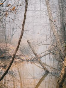 Превью обои река, лес, туман, деревья, осень, природа