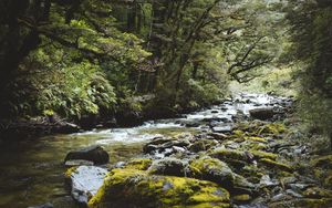 Превью обои река, лес, вода, камни, деревья