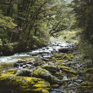 Превью обои река, лес, вода, камни, деревья