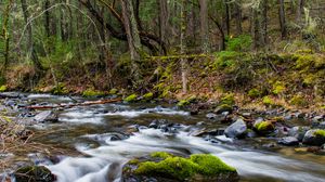 Превью обои река, лес, вода, камни, деревья, природа