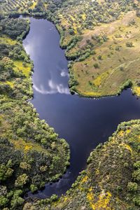 Превью обои река, луга, деревья, природа, вид сверху