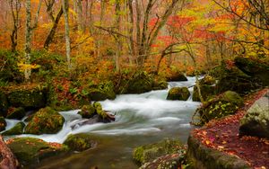 Превью обои река, поток, осень, деревья, листья