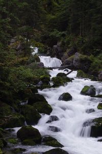 Превью обои река, ручей, лес, камни, деревья, вода