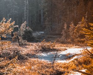 Превью обои река, ручей, трава, лес