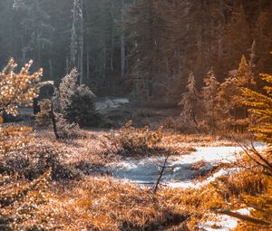 Превью обои река, ручей, трава, лес