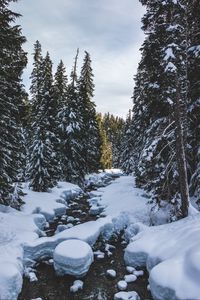 Превью обои река, снег, деревья, сосны, зима