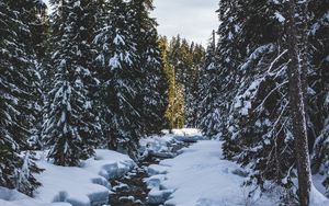 Превью обои река, снег, деревья, сосны, зима