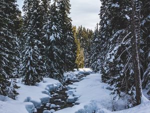 Превью обои река, снег, деревья, сосны, зима