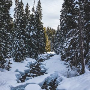 Превью обои река, снег, деревья, сосны, зима