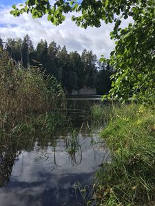 Превью обои река, трава, деревья, лес