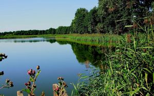 Превью обои река, трава, деревья, растение