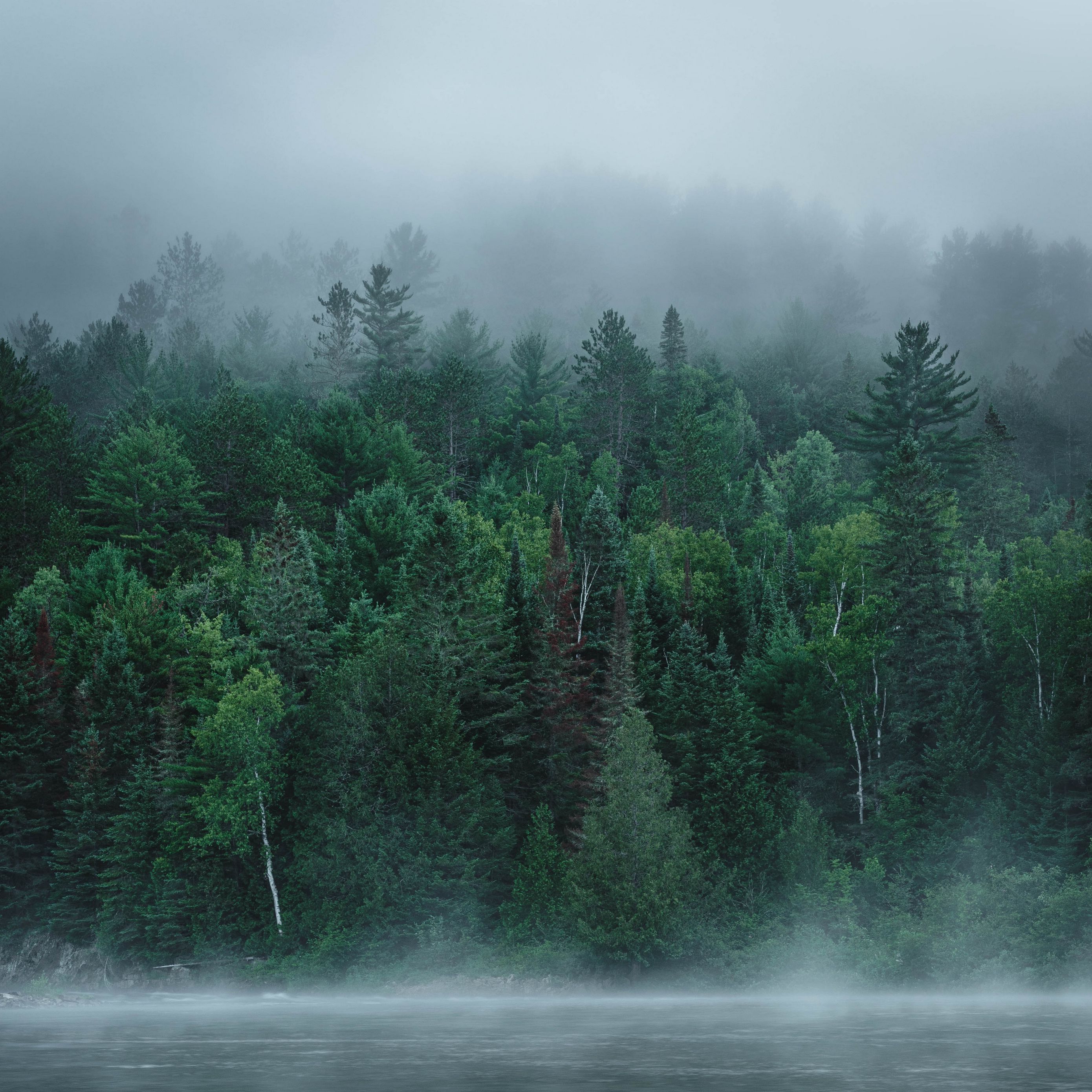 Туман над лесом картинки