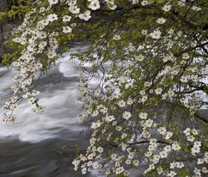 Превью обои река, весна, цветы, дерево, поток