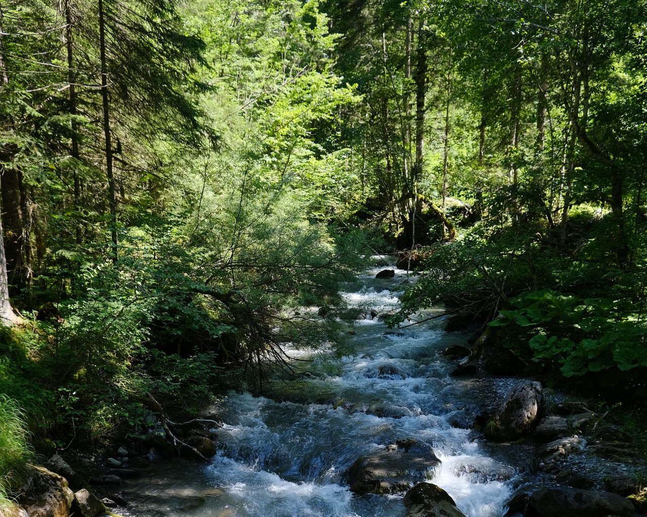Лес да. Лес да вода. Шипов лес вода