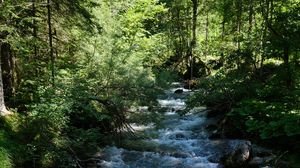 Превью обои река, вода, лес, деревья, природа