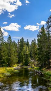 Превью обои река, вода, лес, деревья, природа, пейзаж