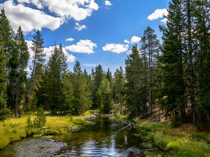 Превью обои река, вода, лес, деревья, природа, пейзаж