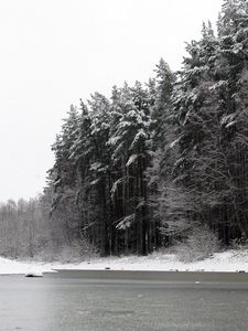 Превью обои река, зима, деревья, лед, снег, чб