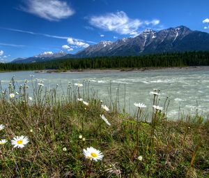 Превью обои реки канада, парки, пейзаж, ромашки, горы, vermilion kootenay, природа