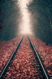 Превью обои рельсы, лес, железная дорога, осень, листва, даль