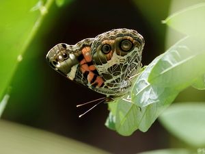 Превью обои репейница, бабочка, листья, макро