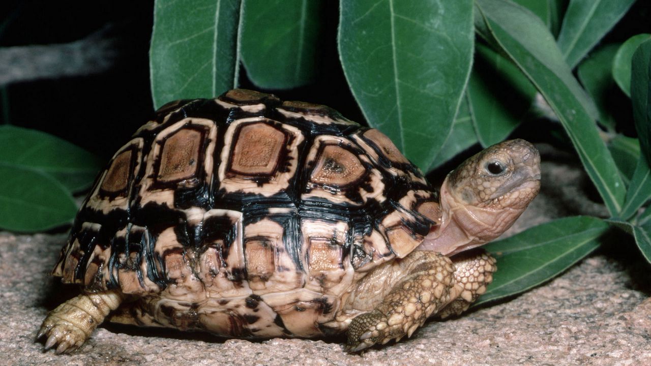 Обои рептилия, черепаха, трава, листья