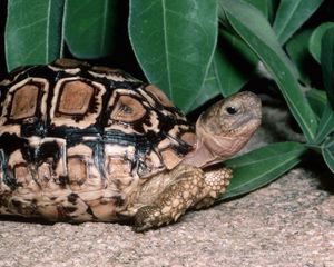 Превью обои рептилия, черепаха, трава, листья