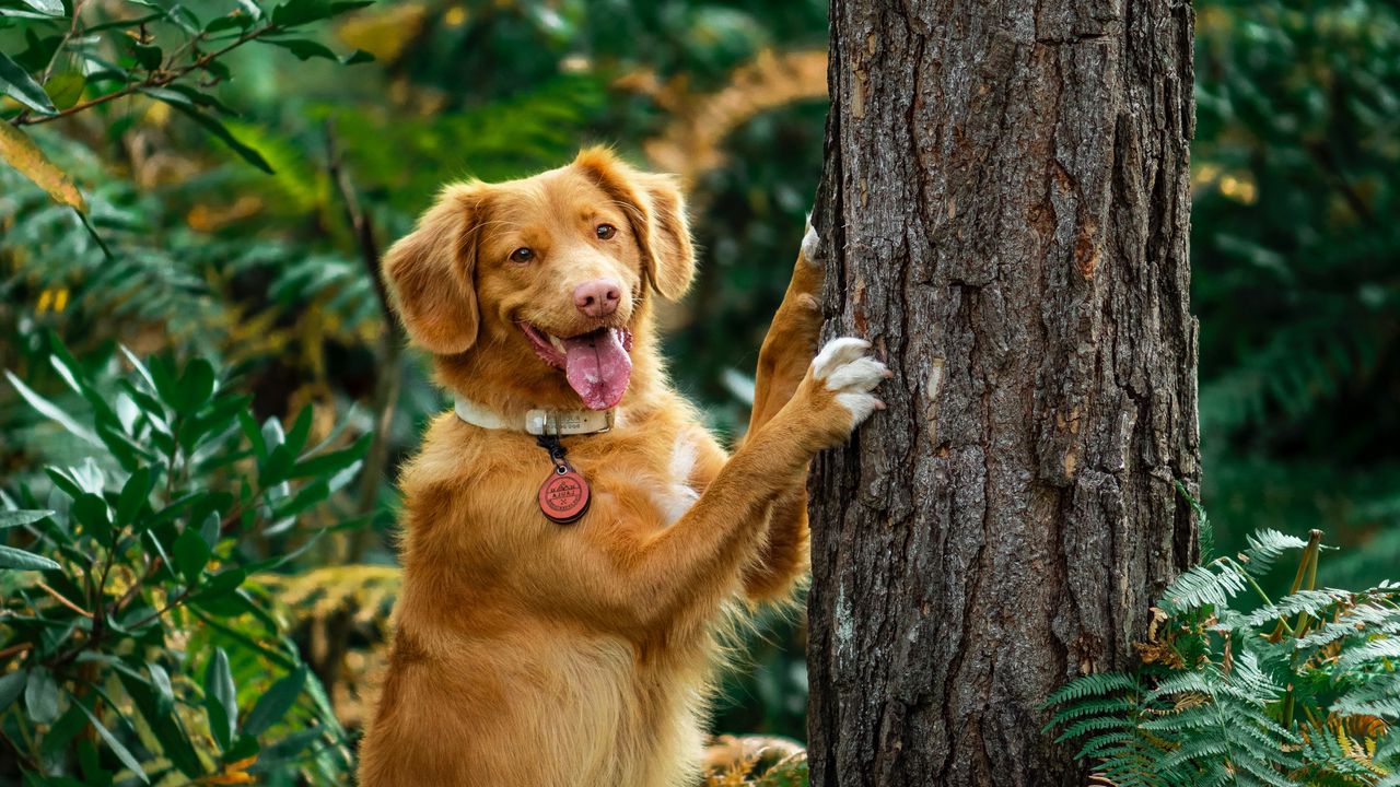 Обои ретривер, собака, высунутый язык, забавный, дерево