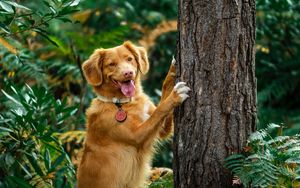 Превью обои ретривер, собака, высунутый язык, забавный, дерево
